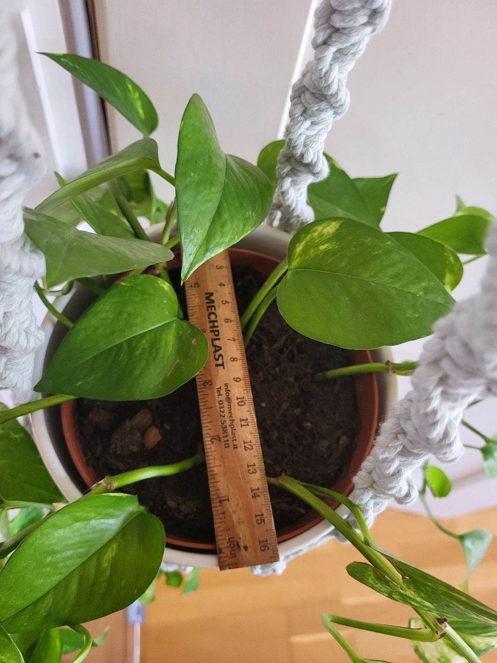 Piante & sementi: Epipremnum aureum Pflanze + Topf + makrame Blumenampel – Nuovo (secondo la descrizione) da Zürich venduto da sahaara01 4