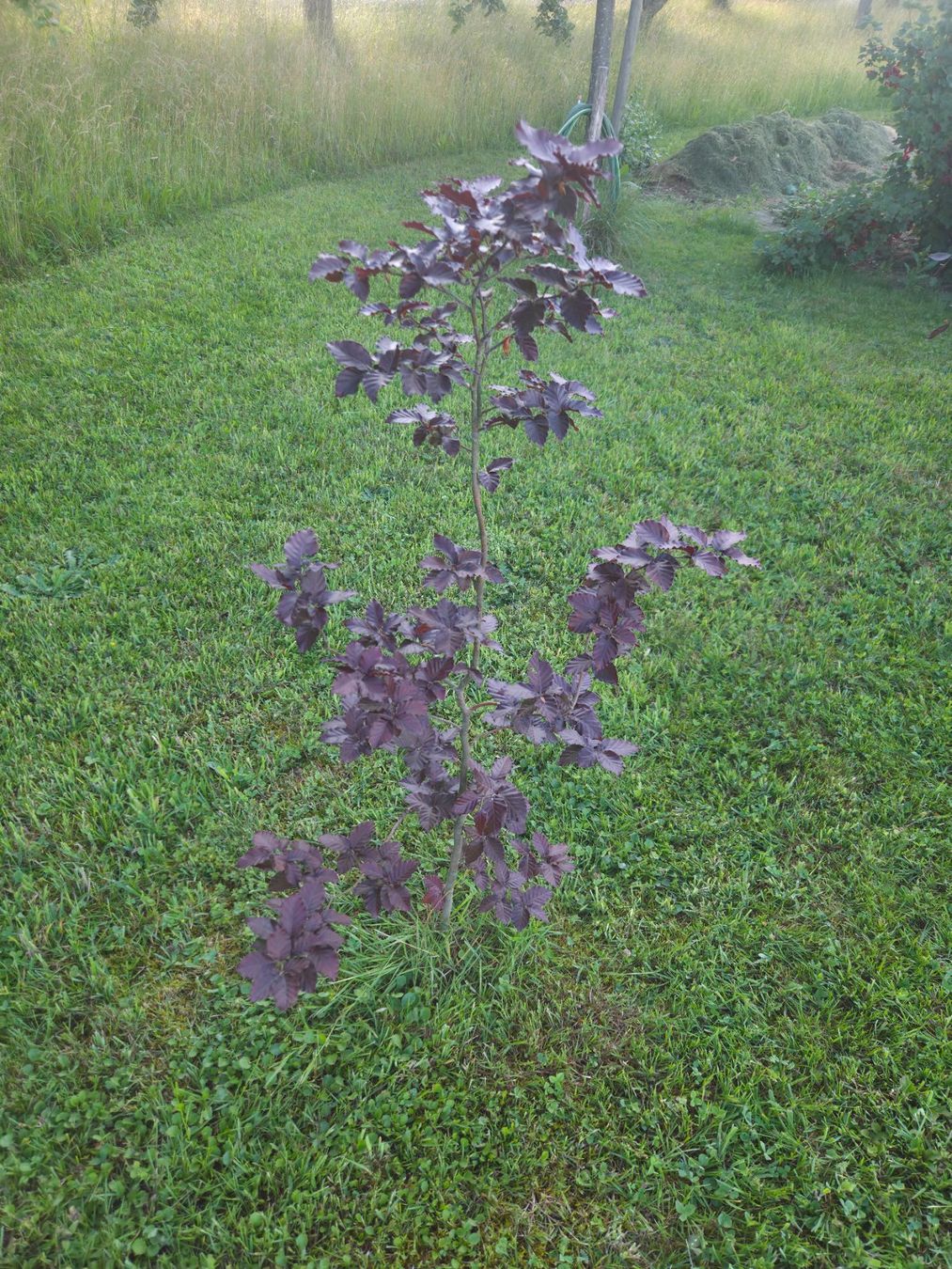 Piante & sementi: Blutbuche (purpurbuche) – Usato da Wolfwil venduto da san_7xhb 6