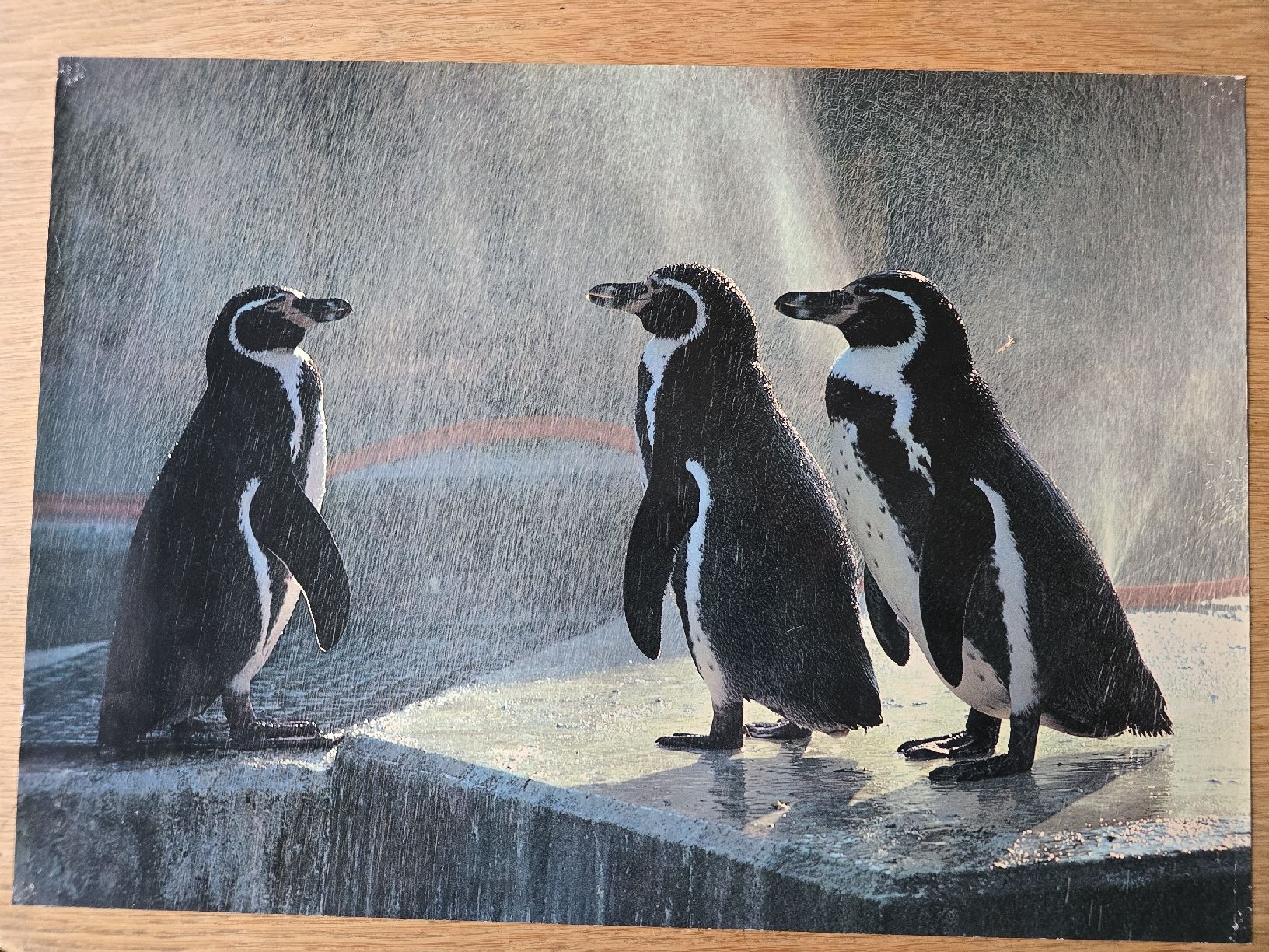 Poster & Bilder: Poster Pinguine – Gebraucht aus Hedingen von mickway