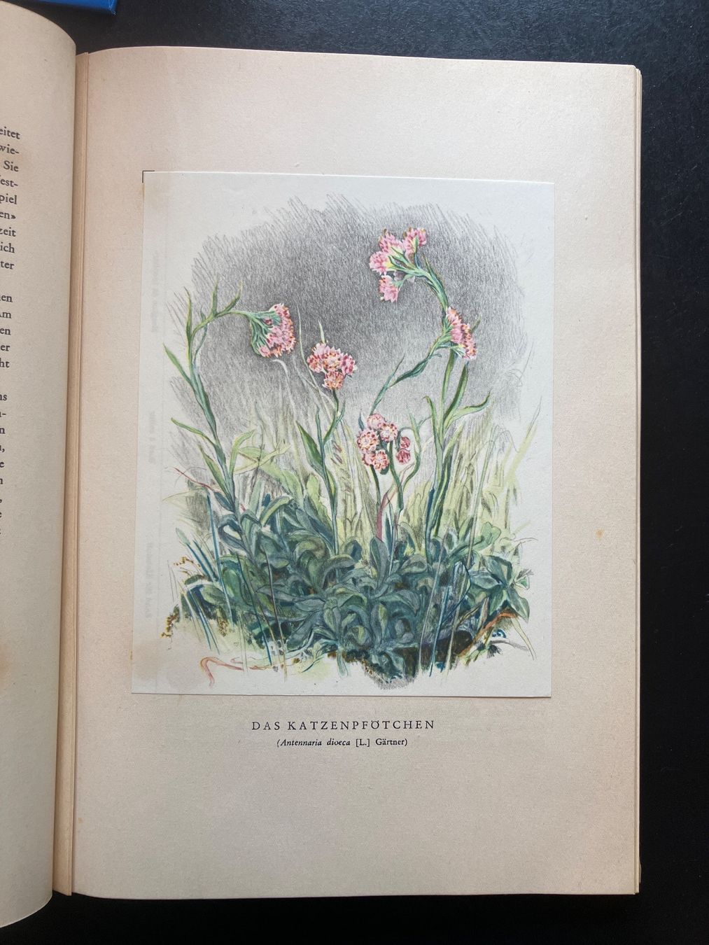 Bücher: Bergblumen der Heimat. Silva, alt – Gebraucht aus Wangen ZH von day01 3