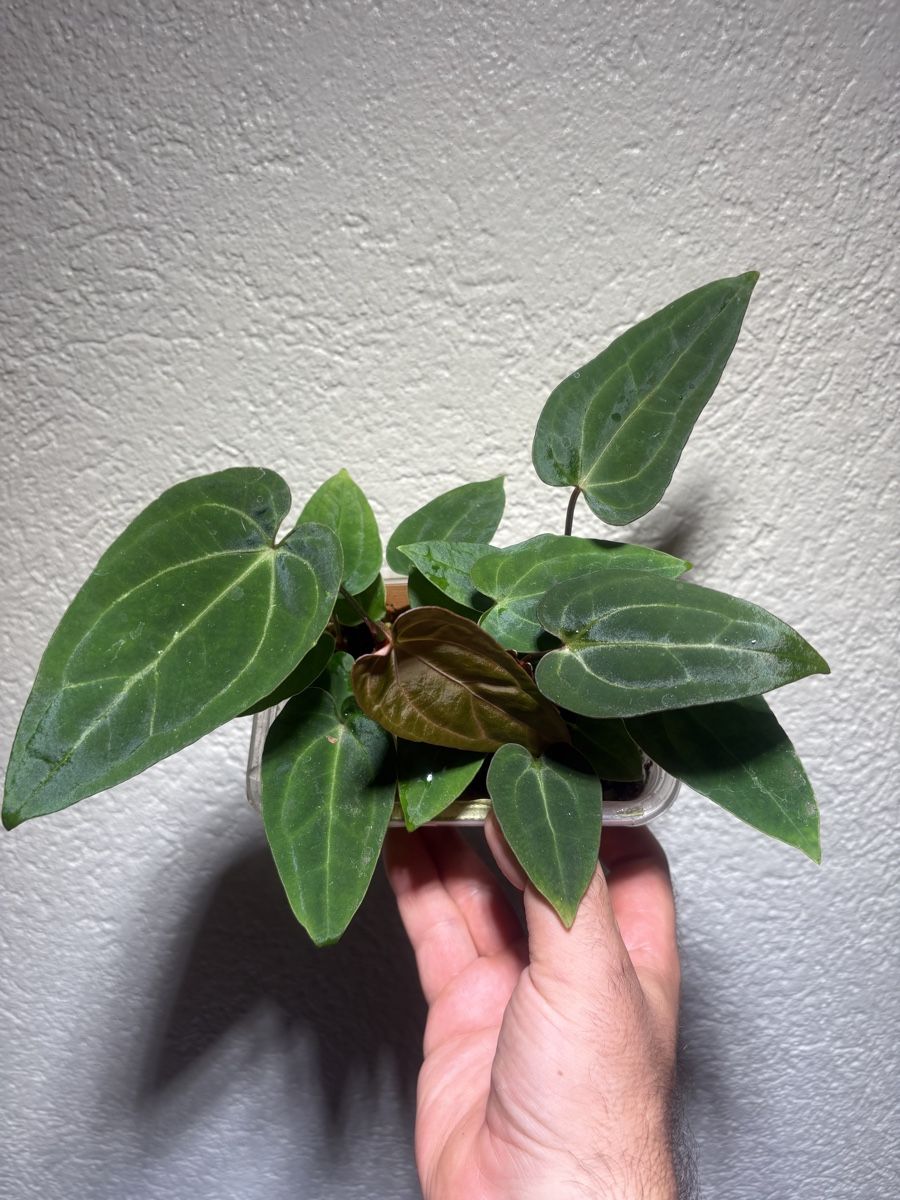Plantes & graines: Anthurium Carlablackiae x noid  – D'occasion à Chézard-St-Martin par marcomix01 8