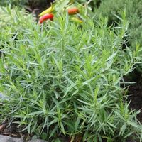 Estragon  (plante)  3x Artemisia dracunculus