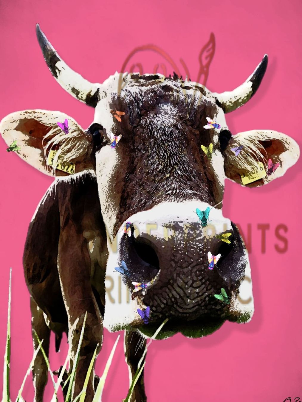 Foto & Immagini: Swiss Cow – Nuovo e nell'imballaggio originale da Hergiswil NW venduto da WonderprintsCH