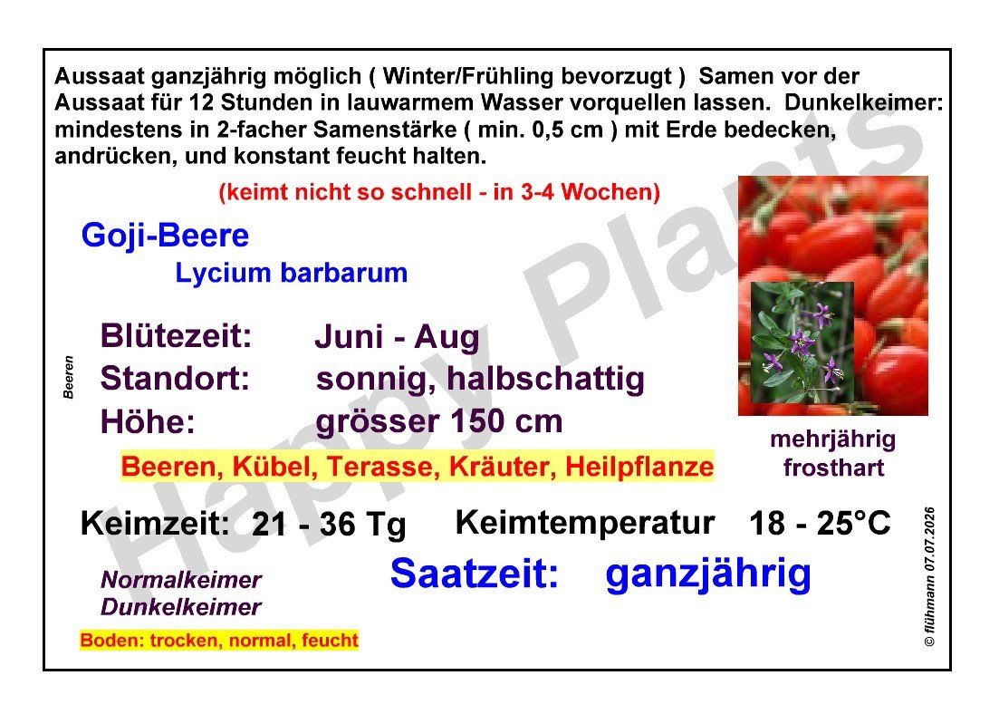 Piante & sementi: Goji-Beere - Lycium barbarum - 75 Samen – Nuovo e nell'imballaggio originale da Sumiswald venduto da Cham14558 3