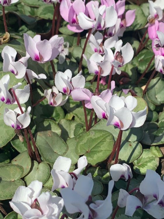 winterharte Alpenveilchen (Cyclamen) Februarblüte Garten Kaufen auf