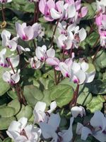 winterharte Alpenveilchen (Cyclamen) Februarblüte Garten
