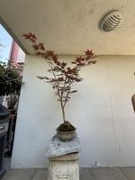 🍁 Acer palmatum 'Bloodgood' – Bonsai mit Top Nebari