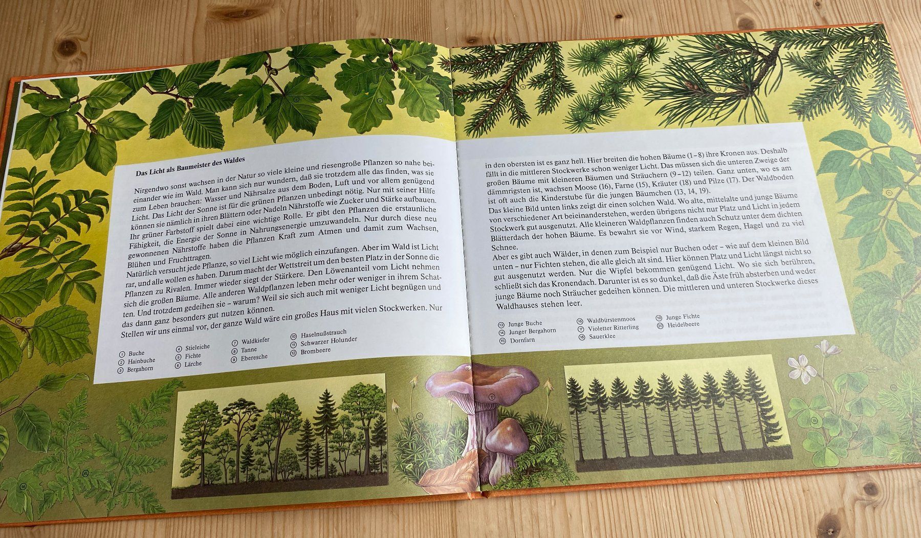 Livres: Irmgard Lucht: die Wald-Uhr – D'occasion à Weinfelden par Cheyenne21 3