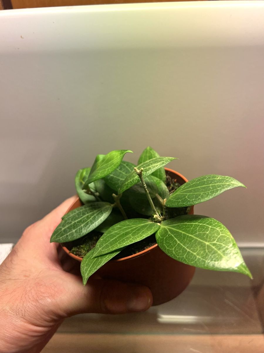 Piante & sementi: Hoya fitchii  – Usato da Chevenez venduto da ric_v6s7 3