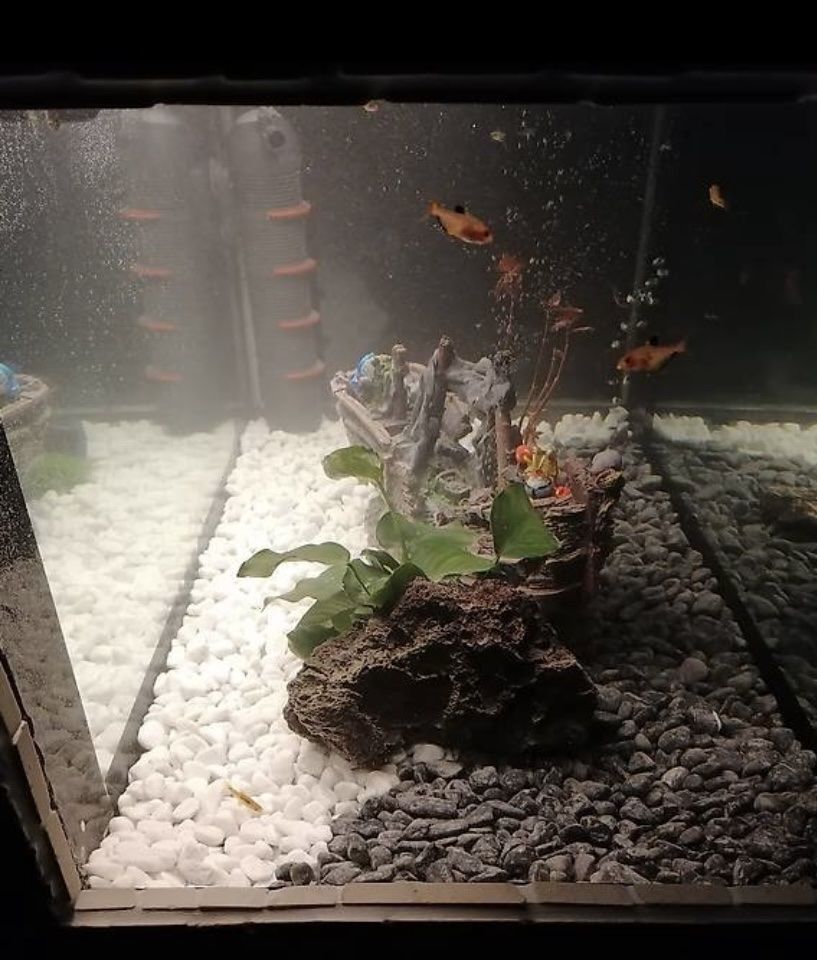 Aquarium: Aquarium Tisch Natur Steine – Neu (gemäss Beschreibung) aus Kaltbrunn von la77 1