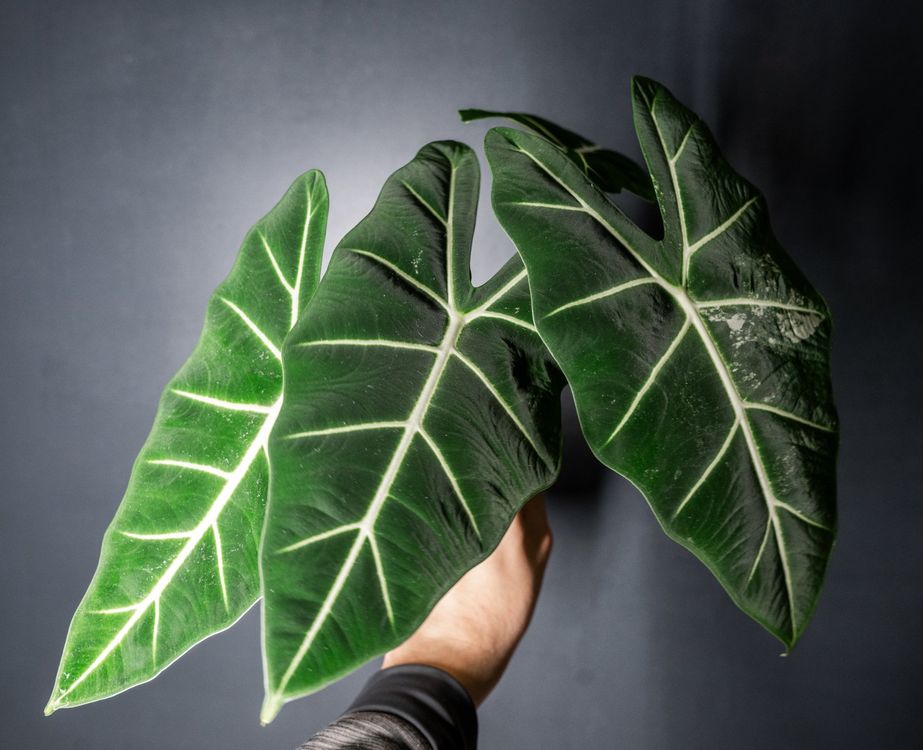Alocasia Rhizome Kaufen