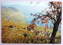 Les vignobles de Lavaux entre Vevey et Lausanne