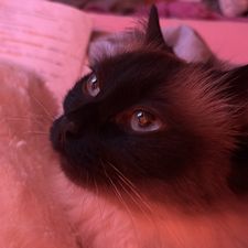 Profile image of Luisashyale