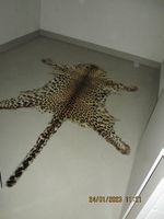 Leopardenfell mit behördlicher Genehmigung Verkauf Schweiz