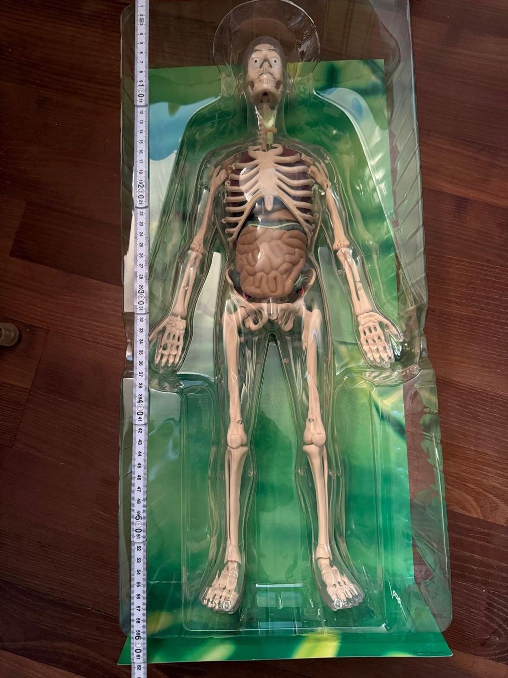 Giocattoli: Do&Discover Anatomie Mensch Modell 45 Teile Originalverpackt – Nuovo (secondo la descrizione) da Staufen venduto da MARINTSUM
