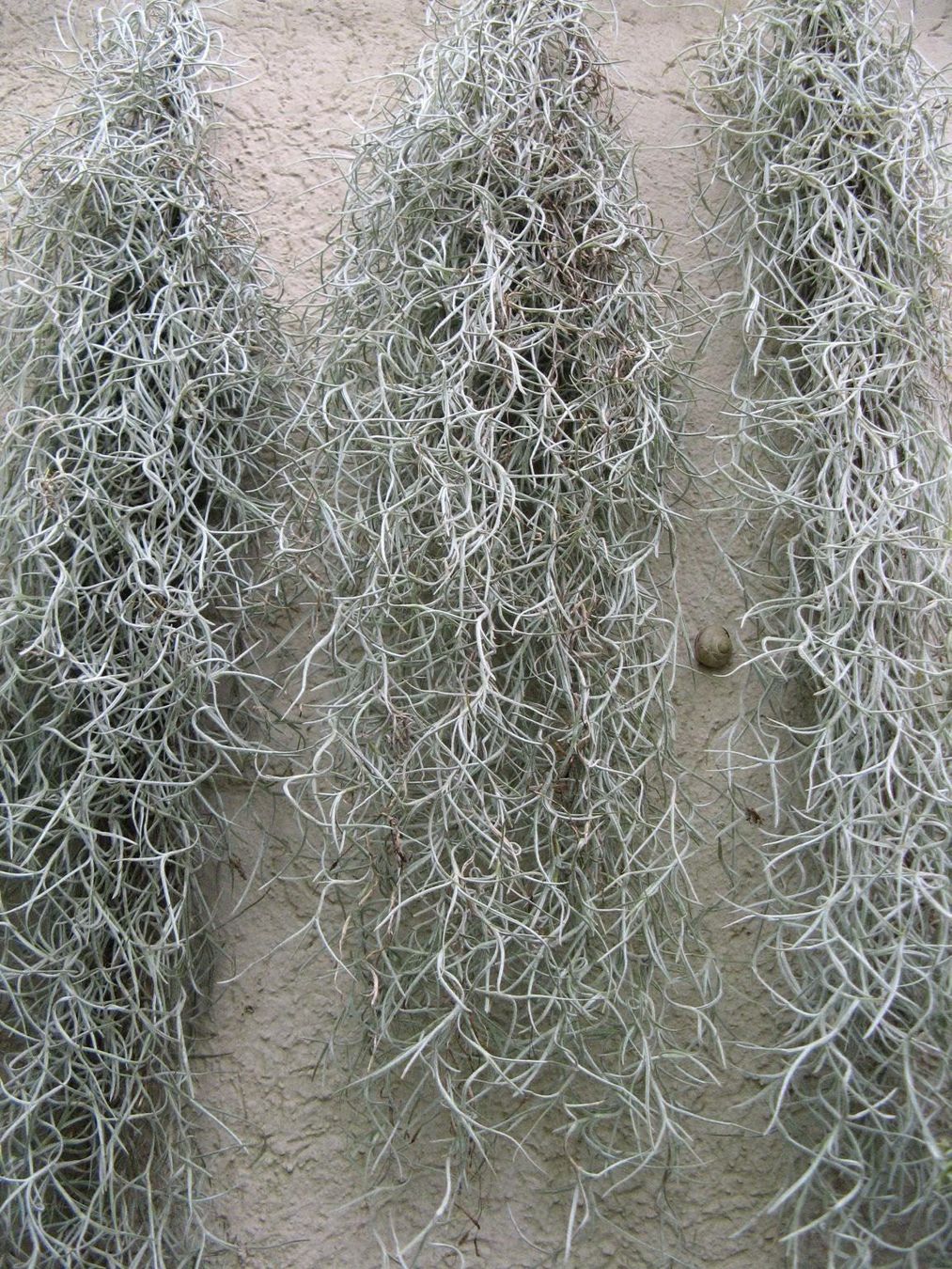Piante & sementi: Tillandsia usneoides – Nuovo (secondo la descrizione) da Muri AG venduto da engelsherzli