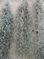 Tillandsia usneoides