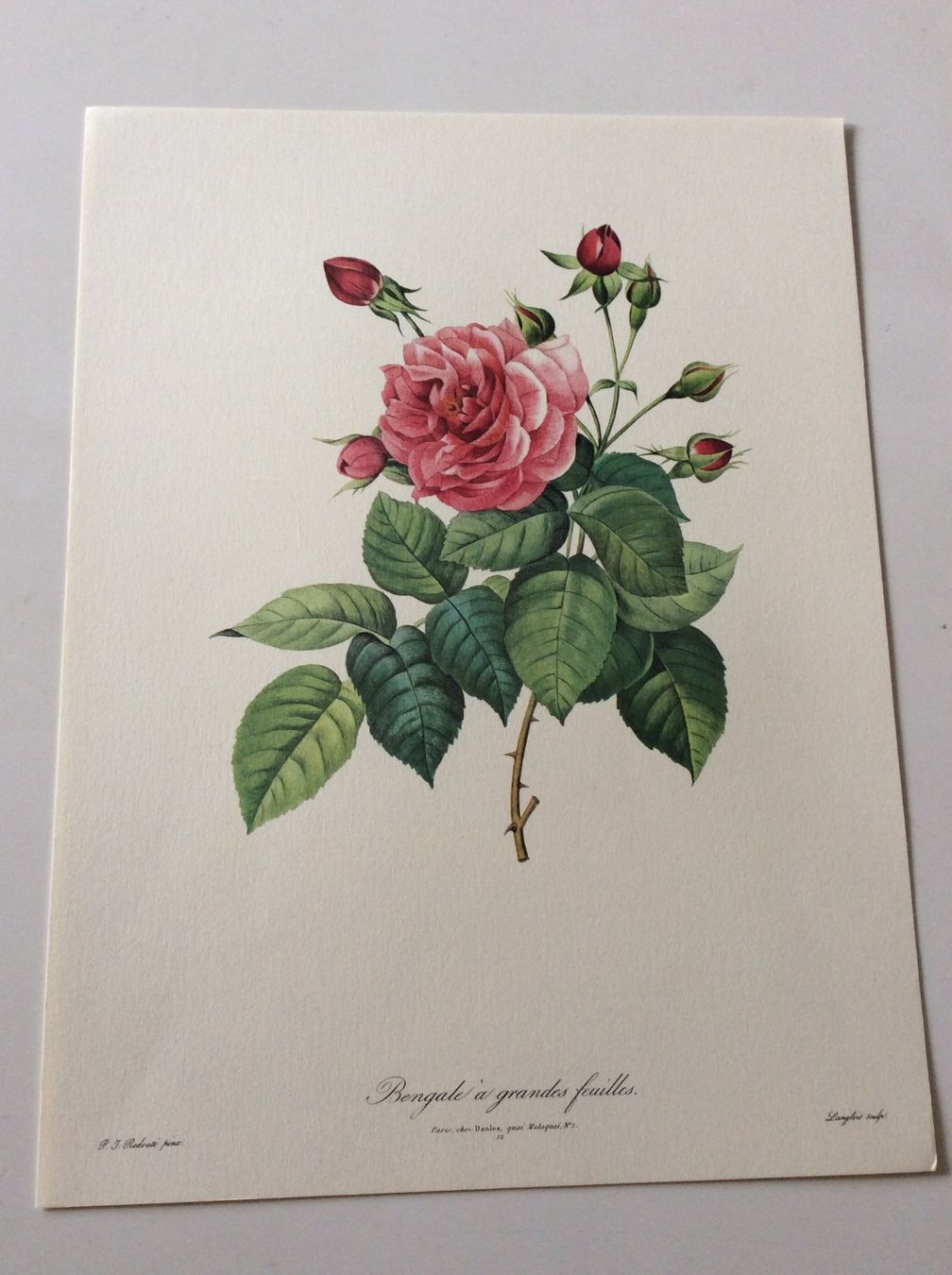 Grafica & Litografie: Illustration PJ Redouté – Usato da Genève venduto da edelweiss1900