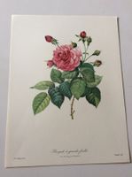 Illustration PJ Redouté