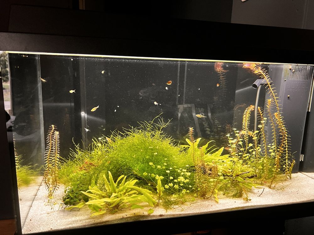 Acquario completo con piante e sabbia. (Gebraucht) in Brig für CHF 50 ...