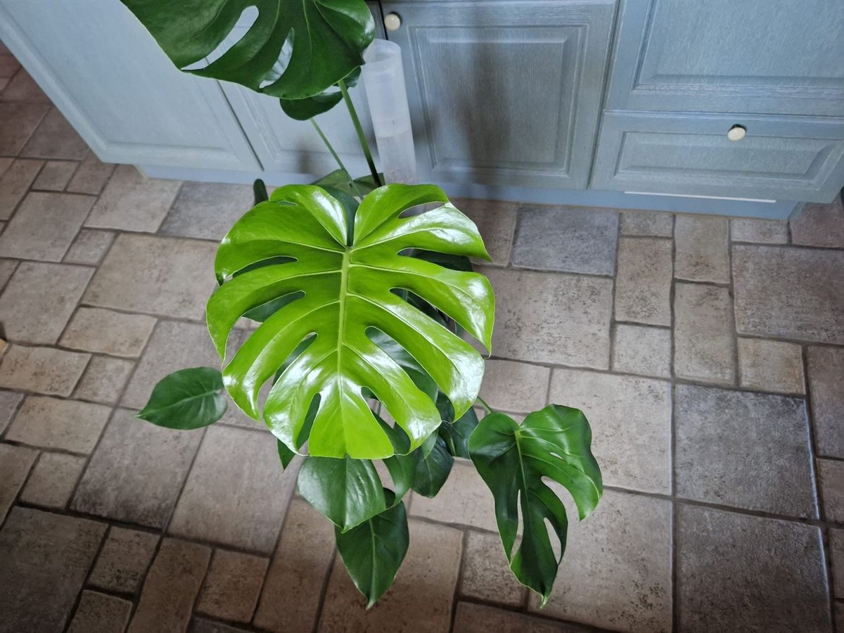 Pflanzen & Samen: Monstera Deliciosa 🪴 – Gebraucht aus Menziken von Ines.Coelho 2