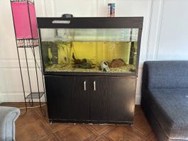 Aquarium mit Fischen – Wetzikon 8620