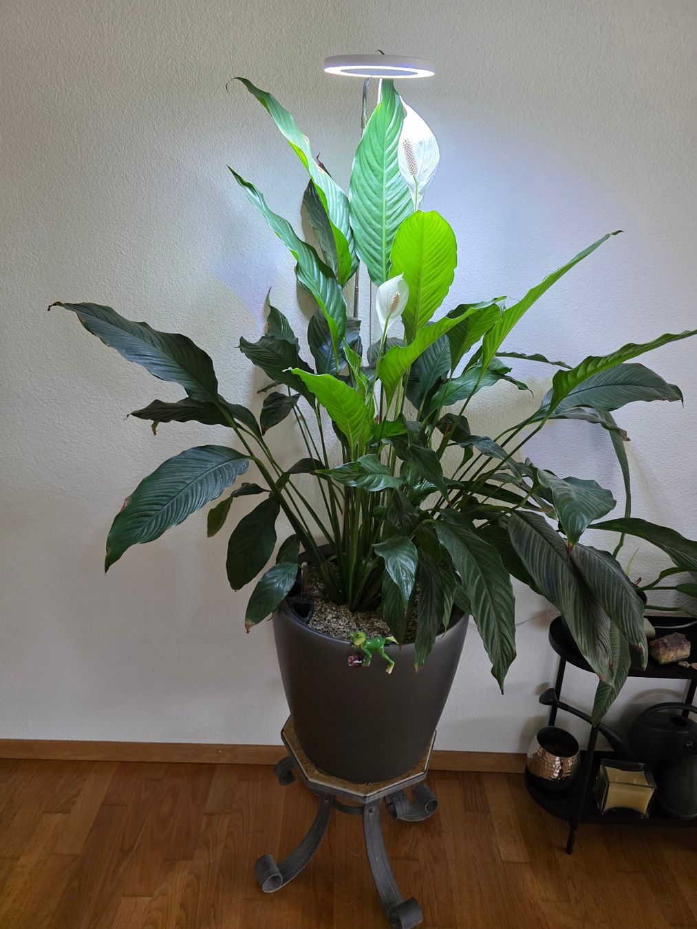 Piante & sementi: Grosse Einblatt Pflanze (Spathiphyllum) – Usato da Pfungen venduto da Liviusz