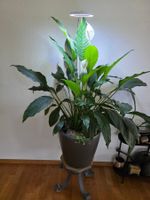 Grosse Einblatt Pflanze (Spathiphyllum)