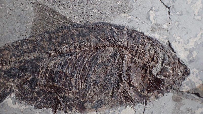 Fossili: fossiler Fisch aus China – Usato da Rickenbach BL venduto da Oktober68 2