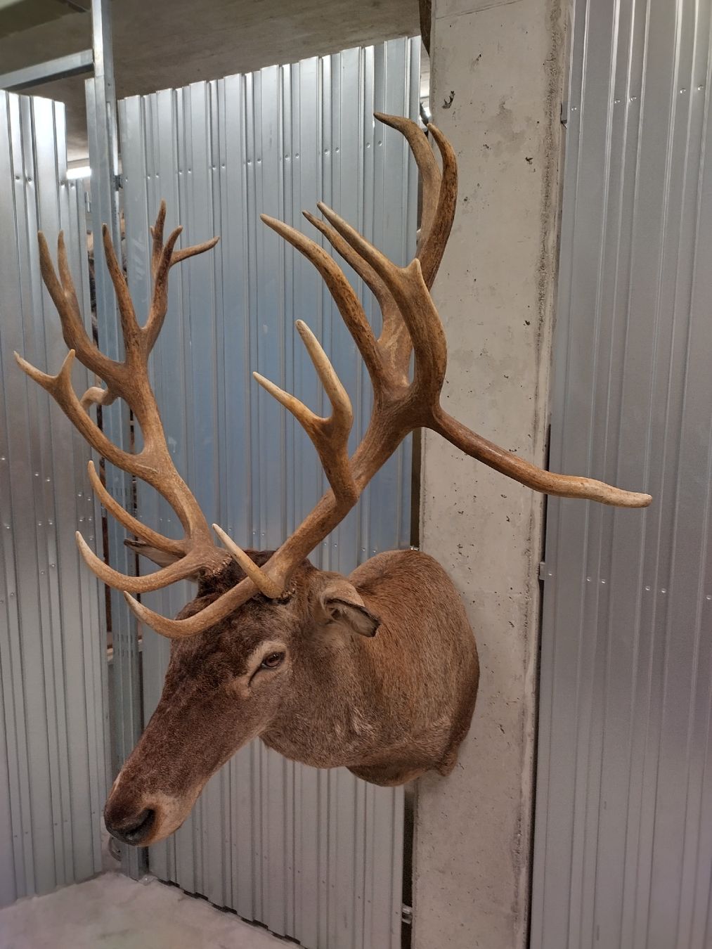 Il mondo degli animali: Rothirsch-Trophäe Hirschgeweih Jagdtrophäe Deko Hirschkopf – Nuovo (secondo la descrizione) da Wettingen venduto da Bwalti 1
