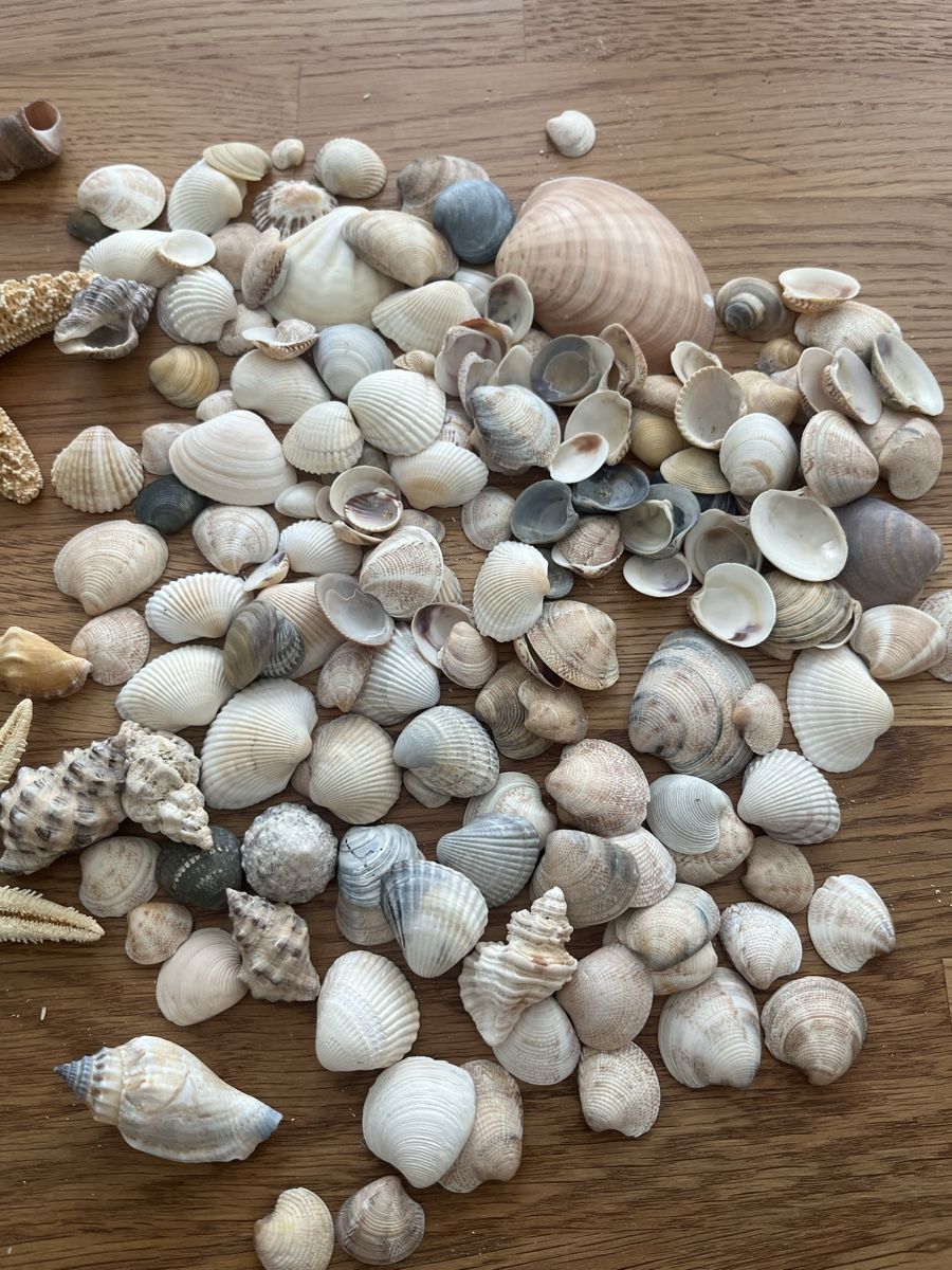 Tutte le decorazioni: Seesterne und Muscheln – Usato da Sursee venduto da abcdxyz 2