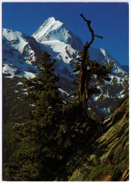 Cartoline postali: Fafleralp - Bietschhorn – Usato da Binningen venduto da Mountainrider