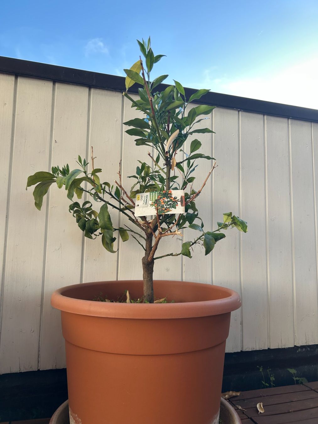 Piante & sementi: Kumquat (Mandarin) Tree – Usato da Zürich venduto da hil_88hg 1