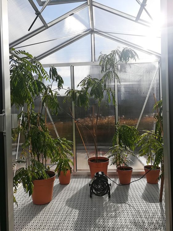Profi Gewächshaus Diamas 21, GFP, 12 mm Doppelstegplatten Kaufen auf
