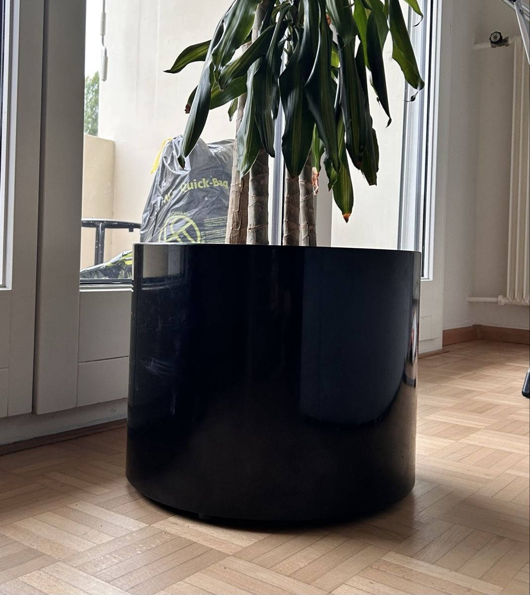 Piante & sementi: Duftender Drachenbaum, Dracaena fragrans – Usato da Mellingen venduto da pol_j67d 1
