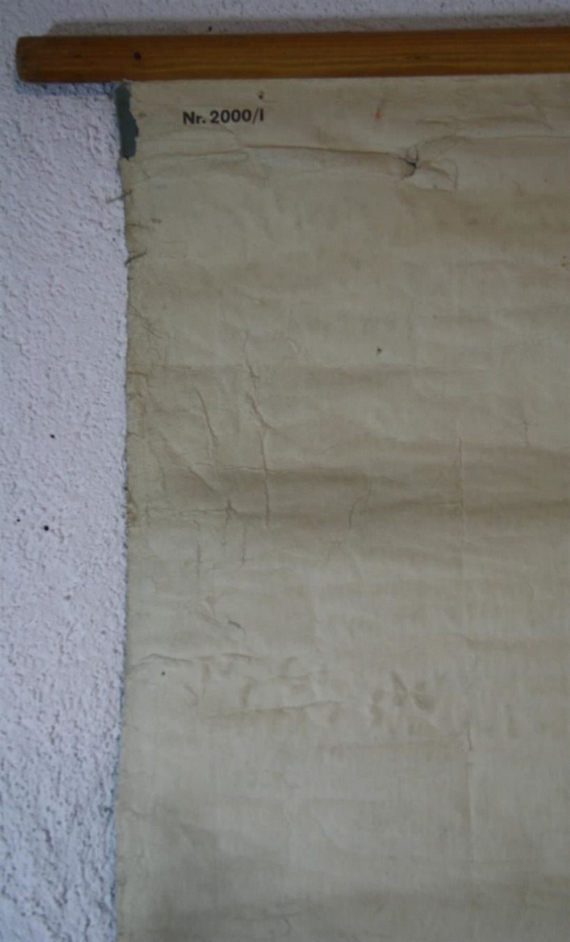 Foto & Immagini: Schulwandbild "Skelett" 184  cm x 89 cm – Usato da Birrwil venduto da brandschatz_birrwil 7