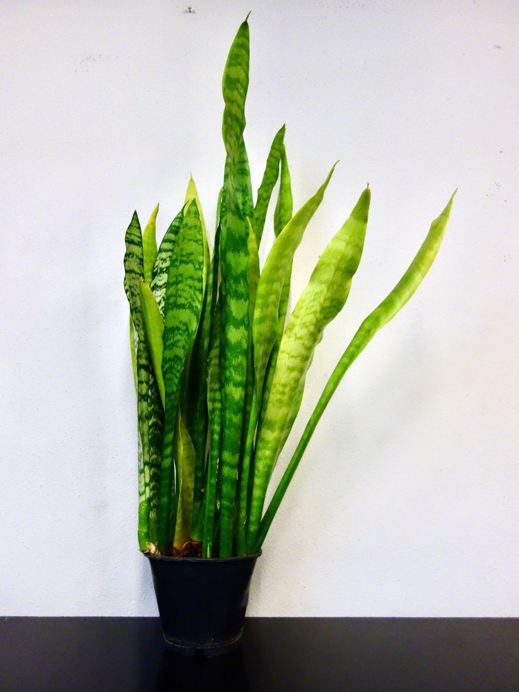 Piante & sementi: Bogenhanf Sansevieria Trifasciata – Nuovo (secondo la descrizione) da Kerzers venduto da zimmergruener