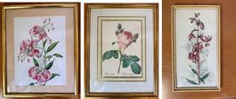 3er-Set Blumenbilder (Redouté Rose & Lilie) in Goldrahmen