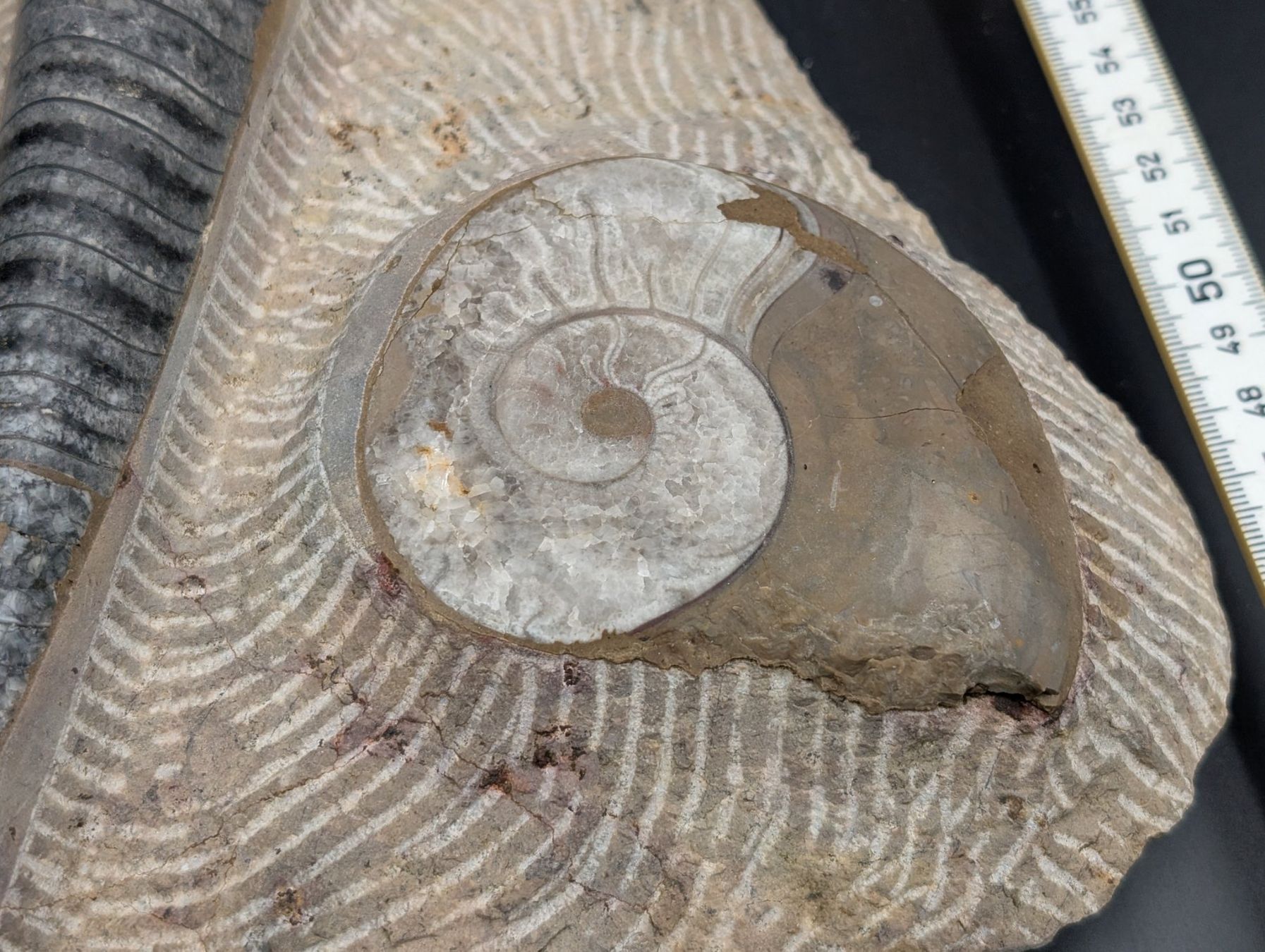 Fossili: Fossil Ammonit Belemnit? im Jura-Gestein? Versteinert – Usato da Winterthur venduto da Hint17 4