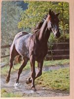 Schöne Pferd Postkarte - Verlag Beringer Zürich