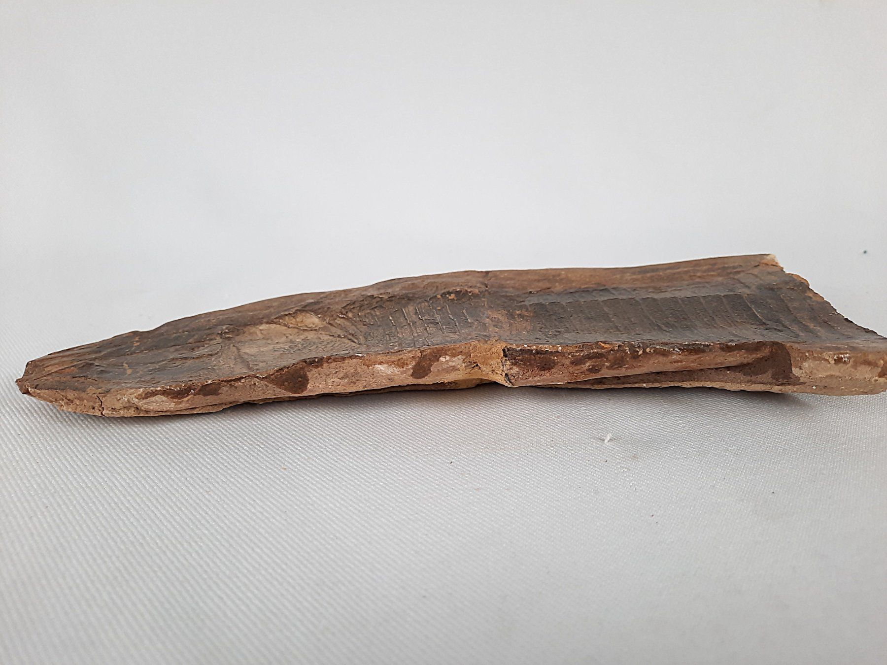 Fossili: Fossiler Fisch in 2 teilen – Usato da Beinwil am See venduto da Restwert_Beinwil 6