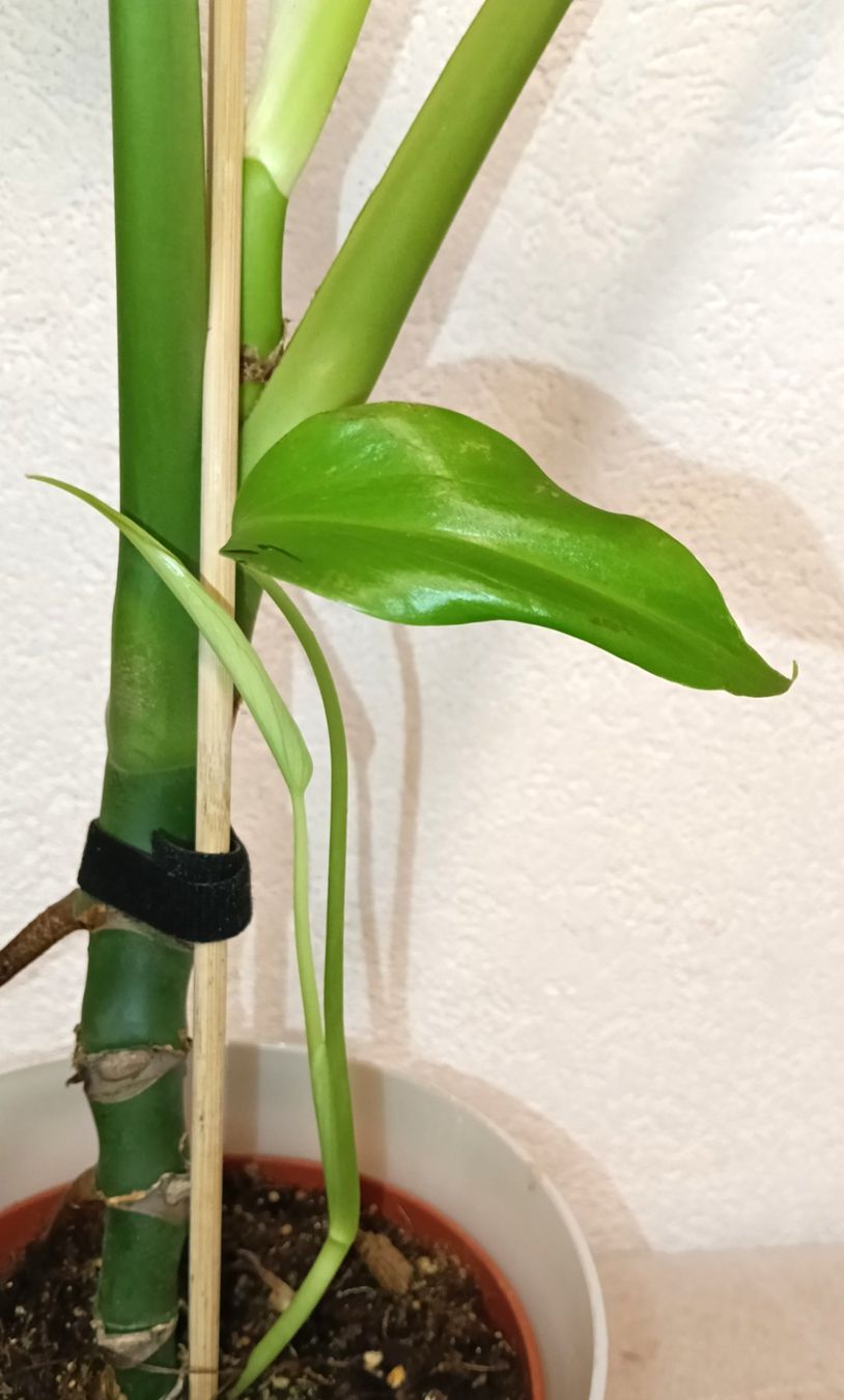 Piante & sementi: Monstera Burle Marx Flame – Nuovo (secondo la descrizione) da schöftland venduto da UniquePlants 1