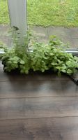 Zimmer Pflanzen PLECTRANTHUS AMBOINICUS Jamaika-Thymian