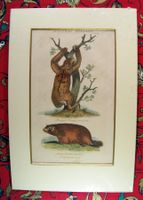 NATURAL HISTORY: Faultier und Murmeltier