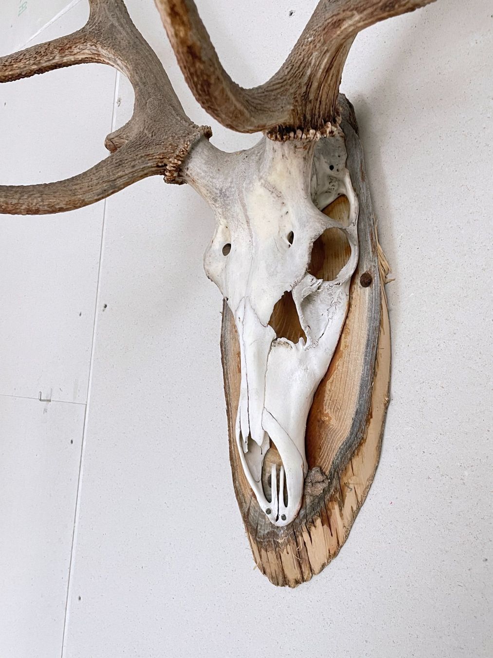 Sonstiges zum Sammeln & Seltenes: Hirschgeweih Trophäe Wand Deko – Gebraucht aus Bern von Modern-Era 5