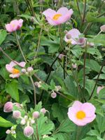 3 kräftige Herbstanemonen rosa - Gartenpflanze winterhart