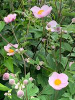 SALE 3 kräftige Herbstanemonen rosa Pflanze winterhart