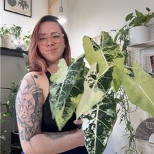 Profile image of Xastera_