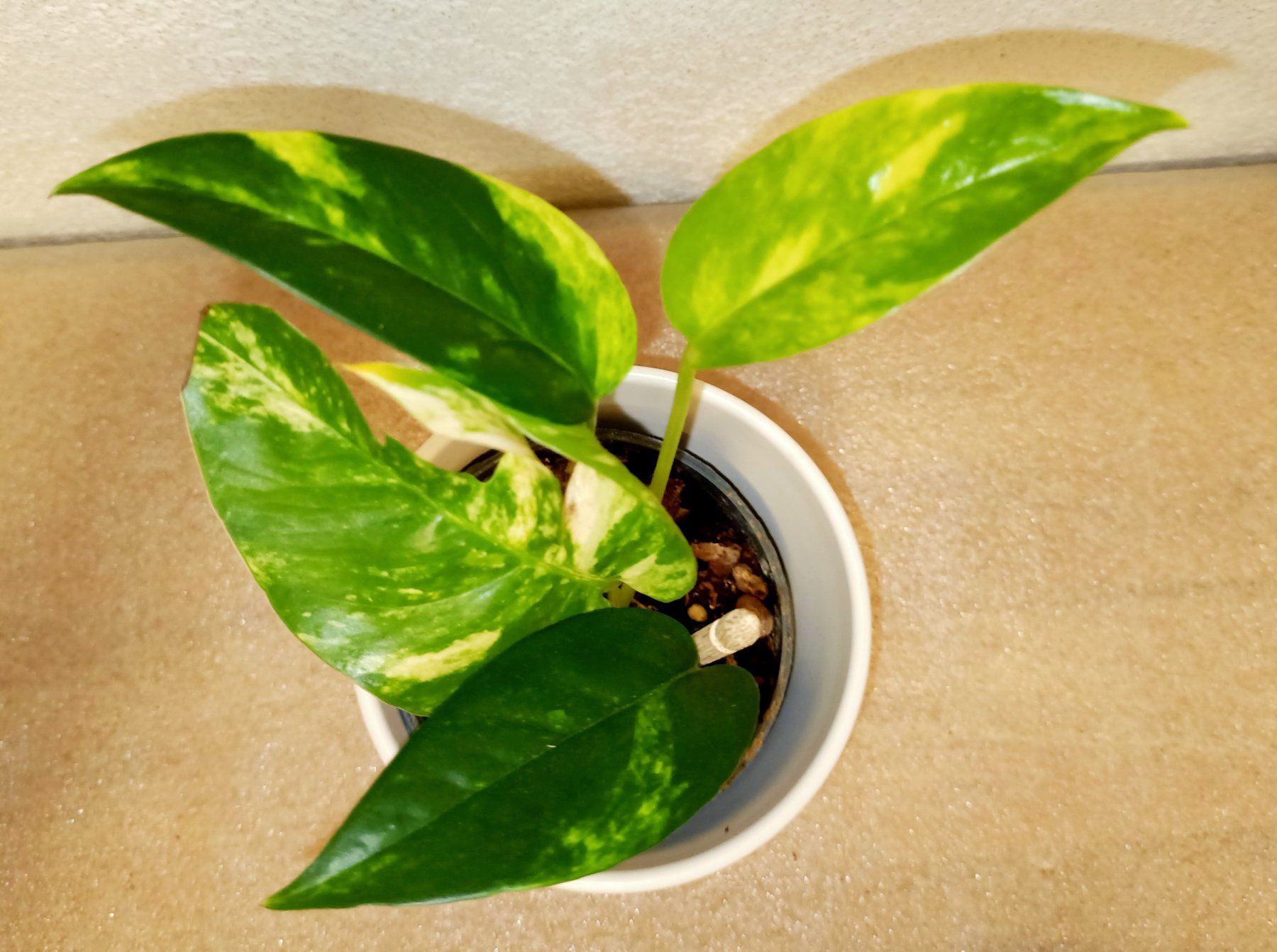 Pflanzen & Samen: Epipremnum Pinnatum "Kujang" Yellow Flame – Neu (gemäss Beschreibung) aus schöftland von UniquePlants