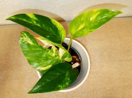 Epipremnum Pinnatum "Kujang" Yellow Flame